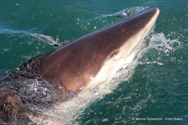 Bronze whaler shark above water, South Africa